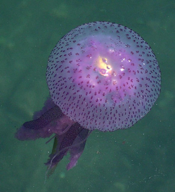 Pelagia noctiluca (Forsskl, 1775)